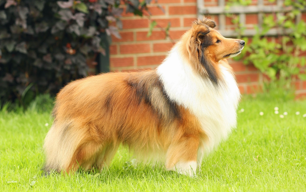 Shetland Sheepdog