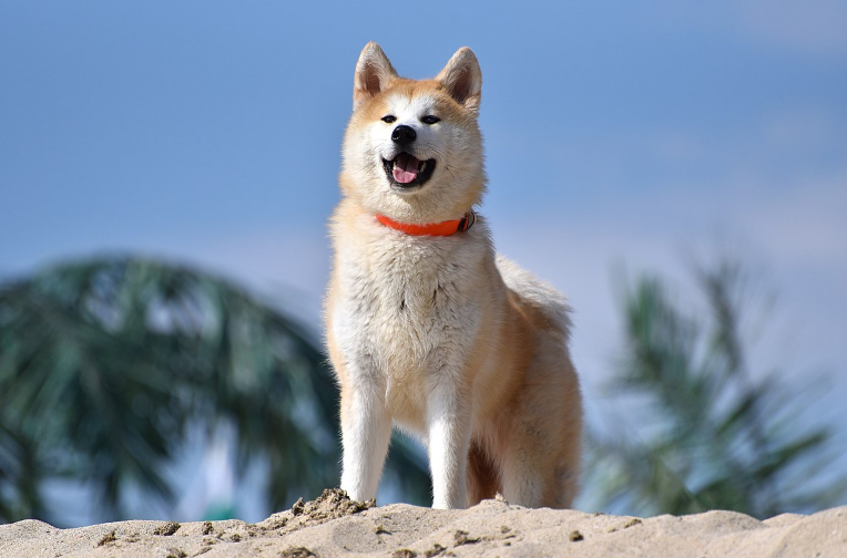 Akita dog