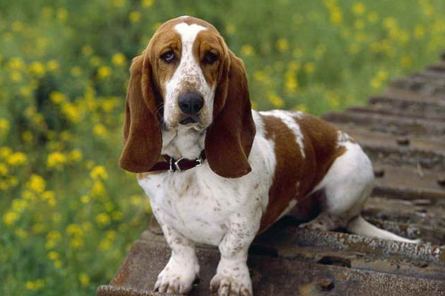 Basset Hound