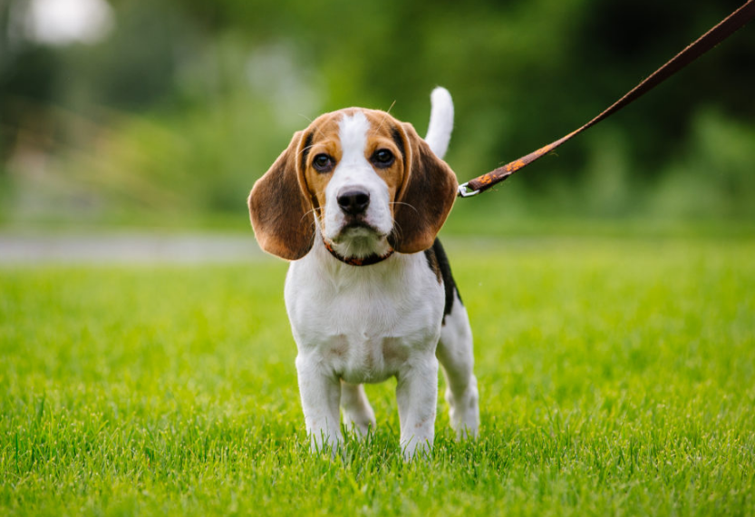 Beagle dog