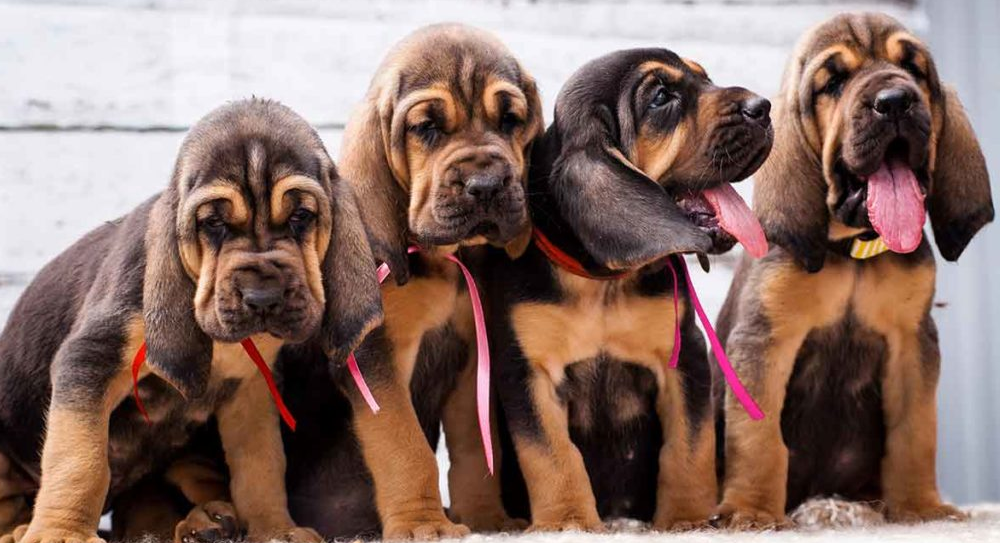 Bloodhound dog
