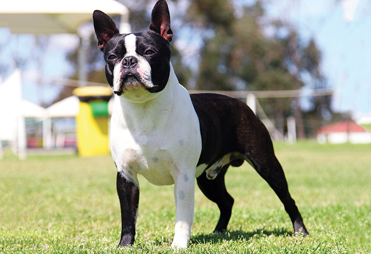 Boston Terrier