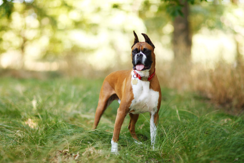 Boxer dog