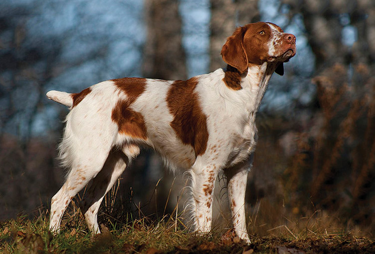 Brittany (Brittany Spaniel)