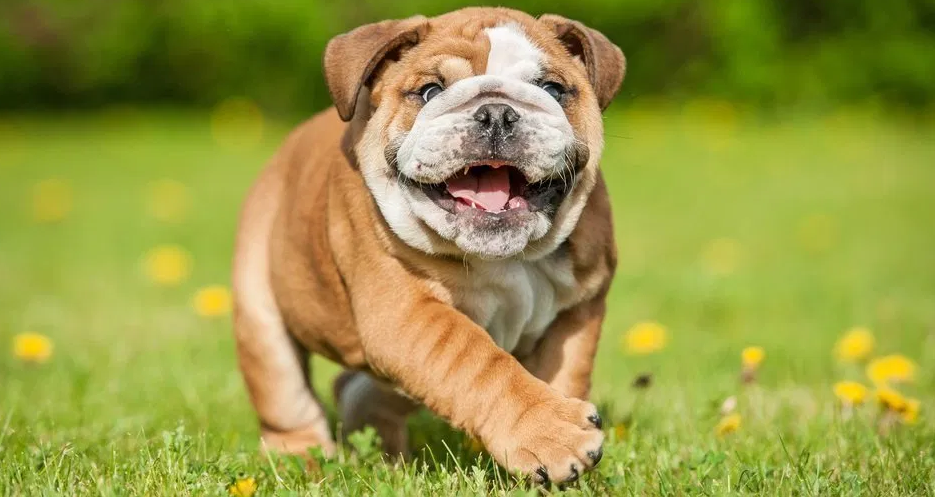 Bulldog