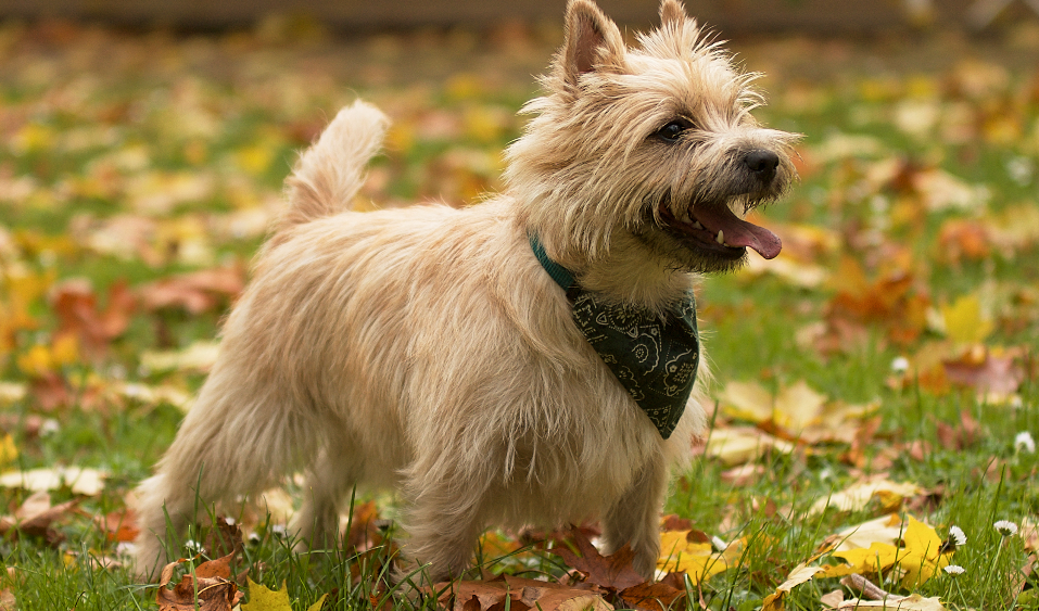 Cairn Terrier