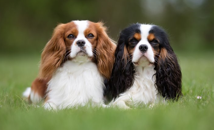 Cavalier King Charles Spaniel