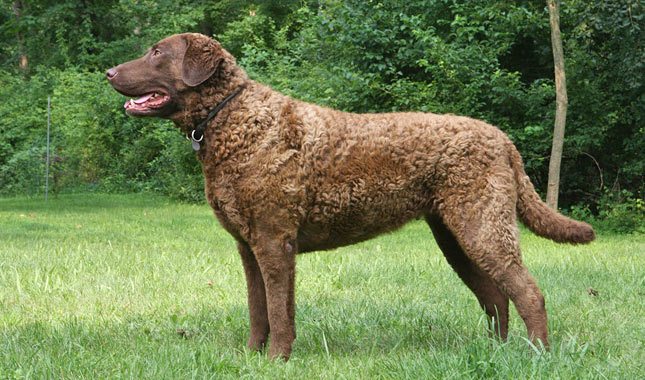 Chesapeake Bay Retriever