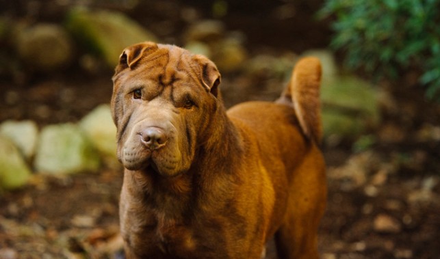 Chinese Shar-Pei