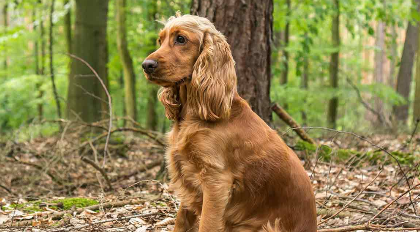 Cocker Spaniel