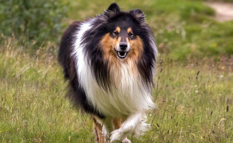 Collie dog