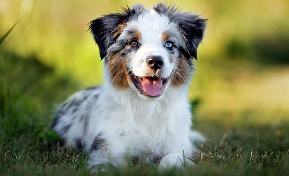 Australian Shepherd dog