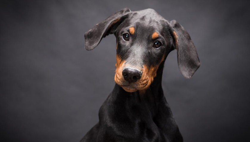 Doberman Pinscher
