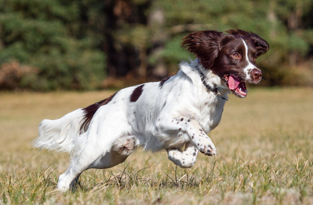English Springer Spaniel