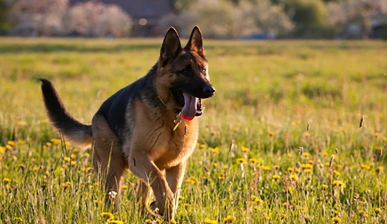 German Shepherd