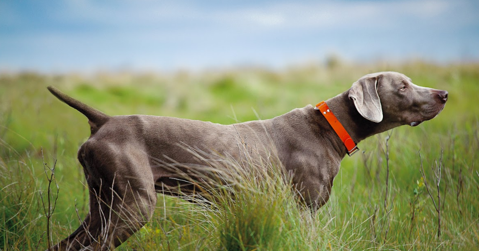 German Shorthaired Pointer