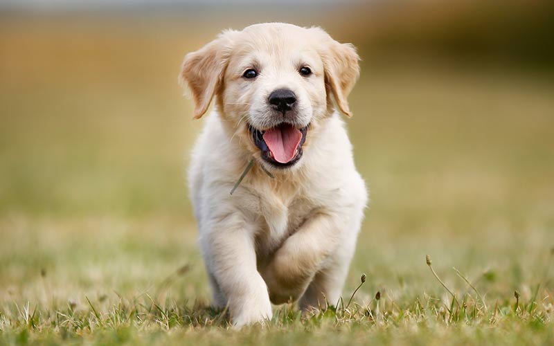 Golden Retriever