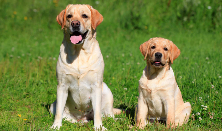 Labrador Retriever