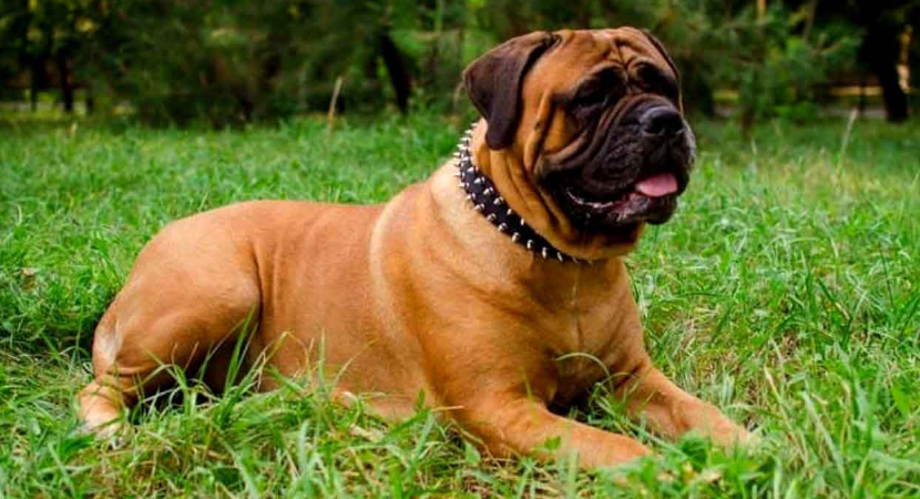 Mastiff