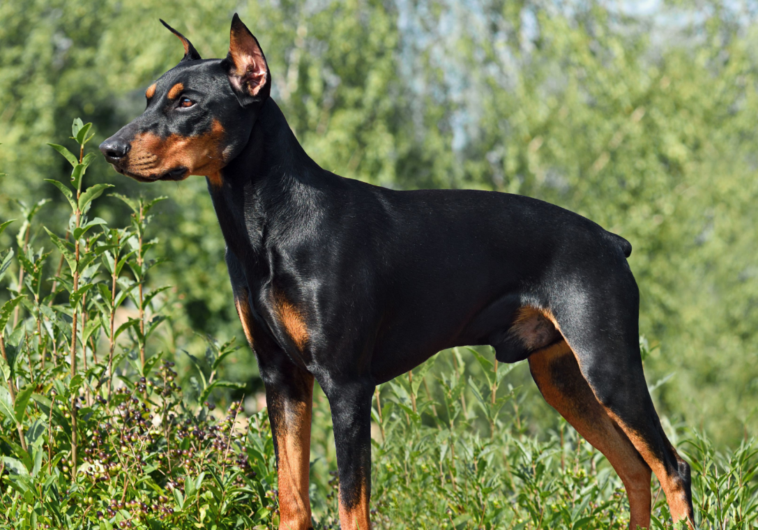 Miniature Pinscher