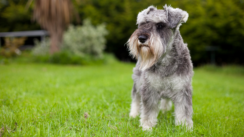 Miniature Schnauzer