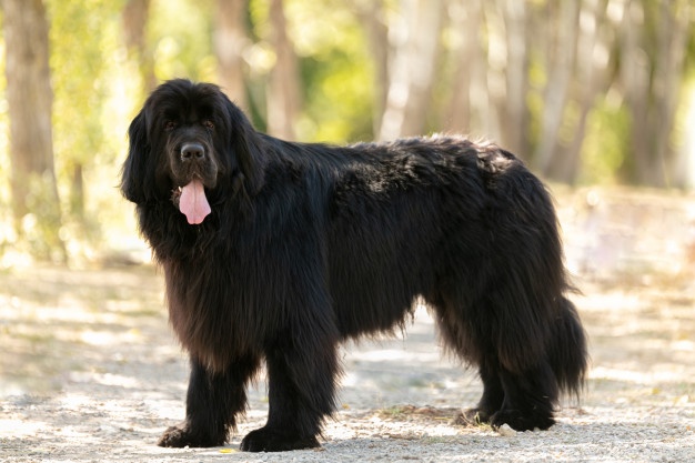Newfoundland dog