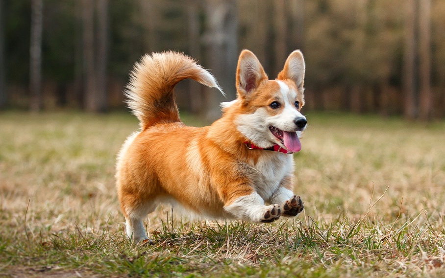 Pembroke Welsh Corgi
