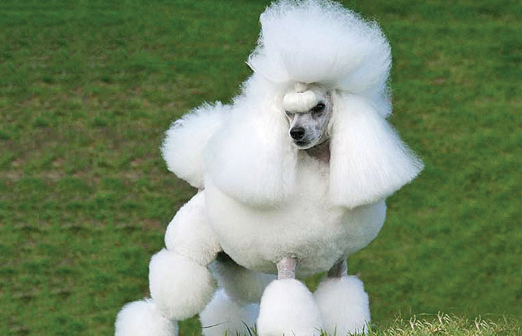 Poodle