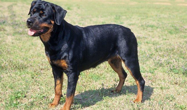 Rottweiler