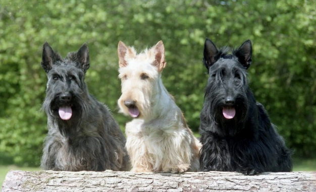 Scottish Terrier (Aberdeen Terrier)