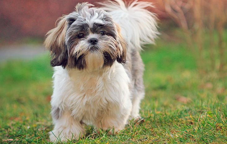 Shih Tzu