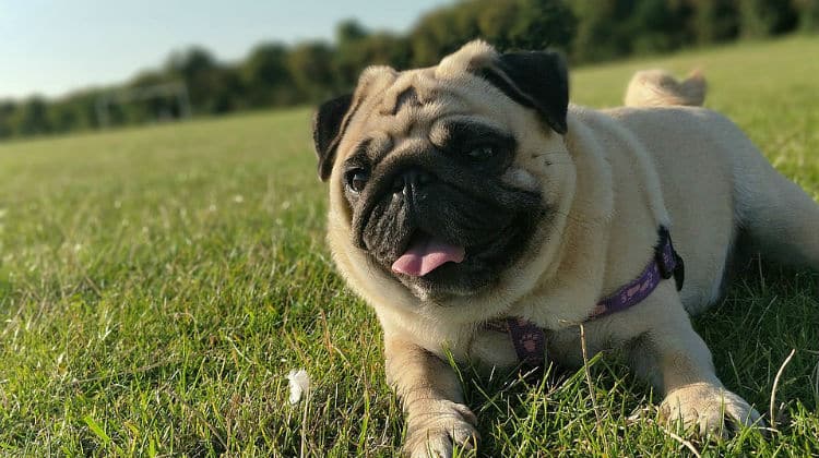 Pug dog