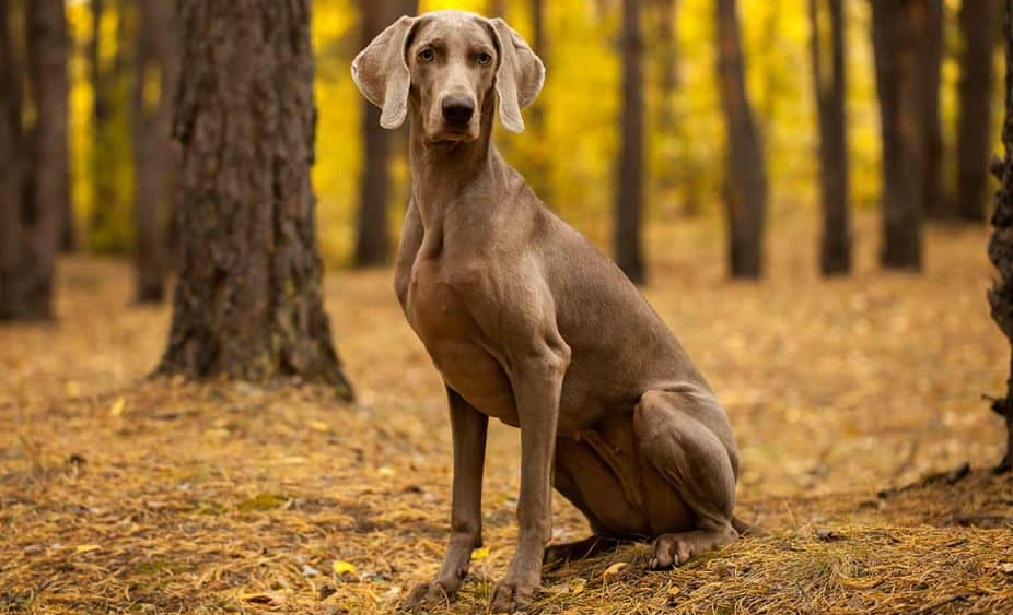 Weimaraner