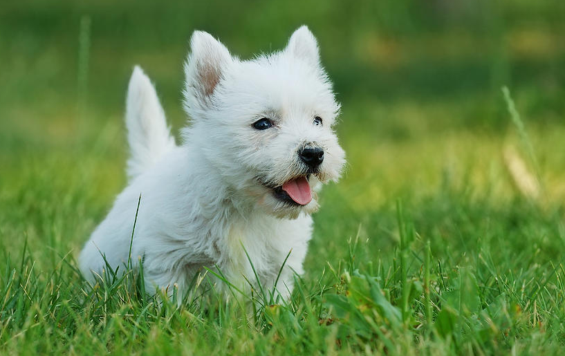 West Highland White Terrier